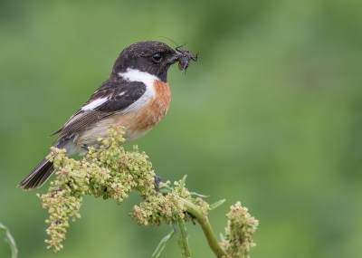 <i class='fa fa-user'></i>&nbsp;Marie-Jos� Boon&nbsp;|   Roodborsttapuit&nbsp; <i class='fa fa-eye'>&nbsp;343</i> &nbsp;<i class='fa fa-thumbs-up'>&nbsp;8</i> &nbsp; <i class='fa fa-comment-o'>&nbsp;11</i>