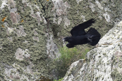 <i class='fa fa-user'></i>&nbsp;Gerard Visser&nbsp;|   Raaf&nbsp; <i class='fa fa-eye'>&nbsp;324</i> &nbsp; <i class='fa fa-comment-o'>&nbsp;10</i>