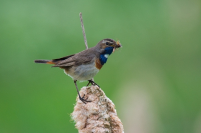 Dit mannetje blauwborst had waarschijnlijk een nest dichtbij. Toonde weinig angst voor ons. Leuk extraatje voor de foto is het maaltje in z'n snavel.