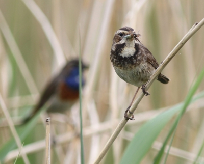 <i class='fa fa-user'></i>&nbsp;rietgors&nbsp;|   Blauwborst&nbsp; <i class='fa fa-eye'>&nbsp;418</i> &nbsp;<i class='fa fa-thumbs-up'>&nbsp;3</i> &nbsp; <i class='fa fa-comment-o'>&nbsp;7</i>