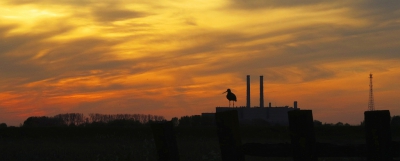 <i class='fa fa-user'></i>&nbsp;sieb&nbsp;|   Grutto&nbsp; <i class='fa fa-eye'>&nbsp;259</i> &nbsp;<i class='fa fa-thumbs-up'>&nbsp;7</i> &nbsp; <i class='fa fa-comment-o'>&nbsp;12</i>