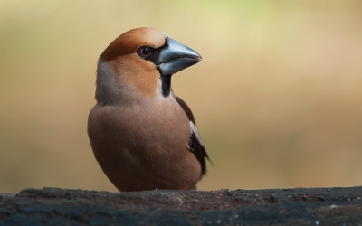 Deze appelvink kwam de eerste keer snel langs. Na nog een uur gewacht te hebben kwam hij even drinken. Om daarna de omgeving waar te nemen op een tak. Wat kijken ze toch brutaal!
