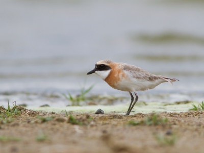 <i class='fa fa-user'></i>&nbsp;JHR&nbsp;|   Mongoolse Plevier&nbsp; <i class='fa fa-eye'>&nbsp;311</i> &nbsp; <i class='fa fa-comment-o'>&nbsp;4</i>