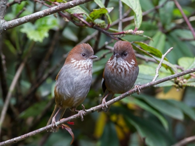 <i class='fa fa-user'></i>&nbsp;Paul van Giersbergen&nbsp;|   Bruinkeelnontimalia&nbsp; <i class='fa fa-eye'>&nbsp;199</i> &nbsp;<i class='fa fa-thumbs-up'>&nbsp;1</i> &nbsp; <i class='fa fa-comment-o'>&nbsp;3</i>