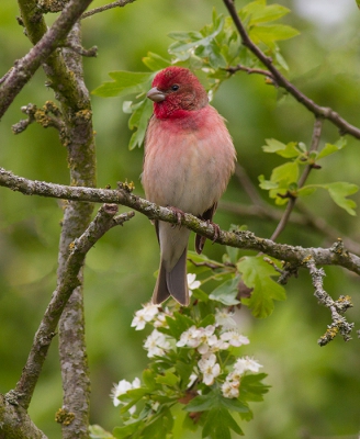 <i class='fa fa-user'></i>&nbsp;Celly&nbsp;|   Roodmus&nbsp; <i class='fa fa-eye'>&nbsp;467</i> &nbsp;<i class='fa fa-thumbs-up'>&nbsp;5</i> &nbsp; <i class='fa fa-comment-o'>&nbsp;10</i>