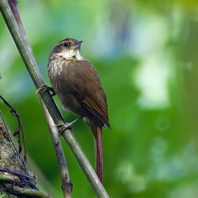 <i class='fa fa-user'></i>&nbsp;charlysax&nbsp;|   Geelbrauwbladspeurder&nbsp; <i class='fa fa-eye'>&nbsp;208</i> &nbsp; <i class='fa fa-comment-o'>&nbsp;4</i>