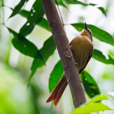 <i class='fa fa-user'></i>&nbsp;charlysax&nbsp;|   Geelkapbladspeurder&nbsp; <i class='fa fa-eye'>&nbsp;194</i> &nbsp; <i class='fa fa-comment-o'>&nbsp;2</i>