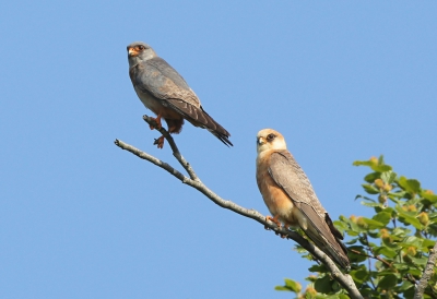 Rond Pinksteren bevond zich een aantal roodpootvalken in de Amsterdamse Waterleidingduinen. Tot mijn verbazing zie ik dat er ondanks het grote aantal fotografen geen enkele foto van op Birdpix staat. Daarom wil ik deze opname van een onvolwassen man en dito vrouw aanbieden.