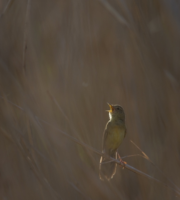 <i class='fa fa-user'></i>&nbsp;Monika&nbsp;|   Sprinkhaanzanger&nbsp; <i class='fa fa-eye'>&nbsp;462</i> &nbsp;<i class='fa fa-thumbs-up'>&nbsp;11</i> &nbsp; <i class='fa fa-comment-o'>&nbsp;14</i>