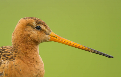 Grutto ,juist gewroet in het gras achter een beetje eten voor hem of zijn jongen