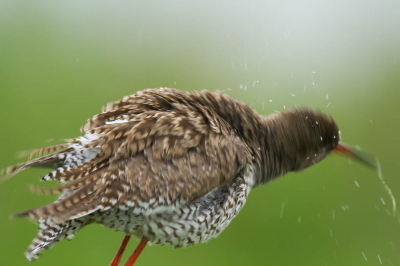 Tureluur aan het bekomen van een hevige regenbui . en zich eens goed uitschudden zal hem wel deugt hebben gedaan .