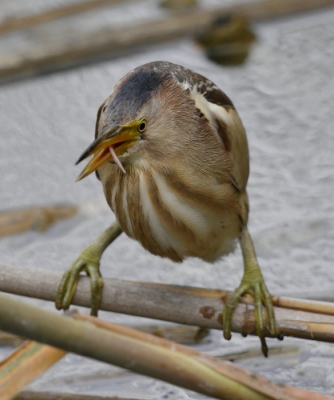 Nog een foto van deze woudaap. Het leuke in deze situatie was wel het uitgesproken enthousiasme van een aantal andere vogelaars.  Je hebt dan met z'n allen het gevoel iets speciaals mee te maken. Leuk is ook dat tongetje.