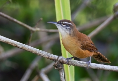 <i class='fa fa-user'></i>&nbsp;charlysax&nbsp;|   Langsnavelwinterkoning&nbsp; <i class='fa fa-eye'>&nbsp;198</i> &nbsp;<i class='fa fa-thumbs-up'>&nbsp;3</i> &nbsp; <i class='fa fa-comment-o'>&nbsp;5</i>