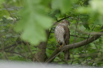 Hallo, ik twijfel erg over deze vogel, zo vaak zie ik niet roofvogels van dichtbij. Dacht dat het een gewone buizerd was maar ben nu erg aan het twijfelen. De vogel lijkt een oogstreep te hebben, en hij vloog wel erg makkelijk weg ...
maar misschien is het nog iets anders, ben zelf meer thuis in vlinders:-( 
wie kan me helpen? bij voorbaat dank!!!