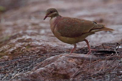 <i class='fa fa-user'></i>&nbsp;Martjan Lammertink&nbsp;|   Bergkwartelduif&nbsp; <i class='fa fa-eye'>&nbsp;212</i> &nbsp; <i class='fa fa-comment-o'>&nbsp;3</i>