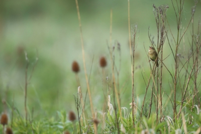 <i class='fa fa-user'></i>&nbsp;Frank Kremer&nbsp;|   Krekelzanger&nbsp; <i class='fa fa-eye'>&nbsp;523</i> &nbsp;<i class='fa fa-thumbs-up'>&nbsp;19</i> &nbsp; <i class='fa fa-comment-o'>&nbsp;17</i>