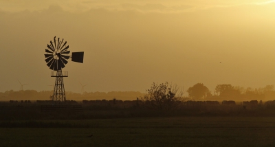 Op een mooie avond zat de zwarte kraai te rusten op de Amerikaanse windmolen 'de Heechhiem"uit 1936.Op de achtergrond molens van een jonger bouwjaar.
De koeien (ja ze bestaan nog!) staan aan de andere kant van het prinses margrietkanaal. Naast de vele koeien , de 4 molens en de zwarte kraai zijn er echter nog 2 vogels zichtbaar; wie ze ziet krijgt een Mars!