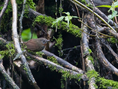 <i class='fa fa-user'></i>&nbsp;Paul van Giersbergen&nbsp;|   Mishmisluiptimalia&nbsp; <i class='fa fa-eye'>&nbsp;191</i> &nbsp; <i class='fa fa-comment-o'>&nbsp;3</i>