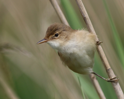 <i class='fa fa-user'></i>&nbsp;rietgors&nbsp;|   Kleine Karekiet&nbsp; <i class='fa fa-eye'>&nbsp;235</i> &nbsp;<i class='fa fa-thumbs-up'>&nbsp;1</i> &nbsp; <i class='fa fa-comment-o'>&nbsp;10</i>