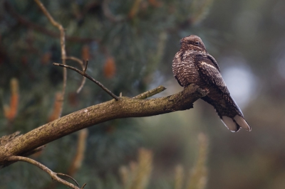 <i class='fa fa-user'></i>&nbsp;h.reulen&nbsp;|   Nachtzwaluw&nbsp; <i class='fa fa-eye'>&nbsp;752</i> &nbsp;<i class='fa fa-thumbs-up'>&nbsp;8</i> &nbsp; <i class='fa fa-comment-o'>&nbsp;8</i>