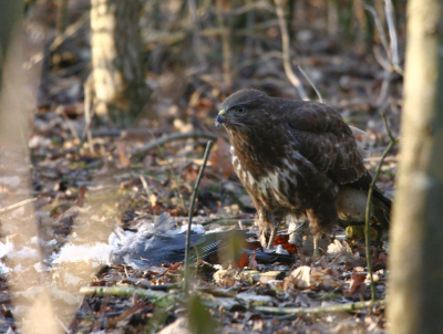 Ik zag toen ik voorbij reed de buizerd net naar de grond toe gaan .
In zijn achteruit ,maar ik moest toch de auto uit om de foto te maken .
het lukte me net om een foto te maken voor hij met de rest van de duif verdween .
de lichte tak links stoort wel maar laat ook de geplukte duif zien .