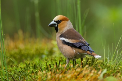 <i class='fa fa-user'></i>&nbsp;Almanbrother&nbsp;|   Appelvink&nbsp; <i class='fa fa-eye'>&nbsp;405</i> &nbsp;<i class='fa fa-thumbs-up'>&nbsp;5</i> &nbsp; <i class='fa fa-comment-o'>&nbsp;9</i>