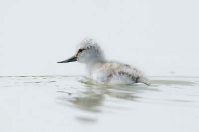 Ze zijn aaibaar de jonge kluten, net donsballetjes.Vanuit vogelhut in Friesland