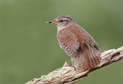 <i class='fa fa-user'></i>&nbsp;Gejo Wassink&nbsp;|   Winterkoning&nbsp; <i class='fa fa-eye'>&nbsp;386</i> &nbsp;<i class='fa fa-thumbs-up'>&nbsp;1</i> &nbsp; <i class='fa fa-comment-o'>&nbsp;5</i>