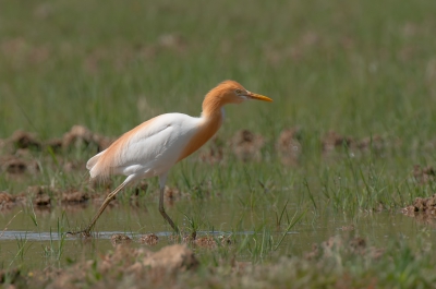 <i class='fa fa-user'></i>&nbsp;Hans Overduin&nbsp;|   Oostelijke Koereiger&nbsp; <i class='fa fa-eye'>&nbsp;269</i> &nbsp; <i class='fa fa-comment-o'>&nbsp;2</i>