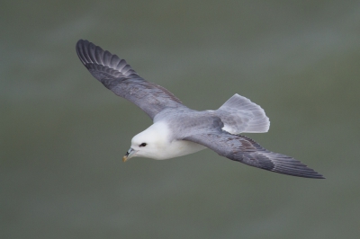 <i class='fa fa-user'></i>&nbsp;Van de Velde Frank&nbsp;|   Noordse Stormvogel&nbsp; <i class='fa fa-eye'>&nbsp;338</i> &nbsp;<i class='fa fa-thumbs-up'>&nbsp;2</i> &nbsp; <i class='fa fa-comment-o'>&nbsp;6</i>