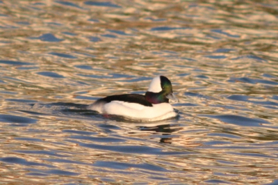 Op een mooie dag in de Gaatkensplas.

Canon EOS350D novoflex 600mm