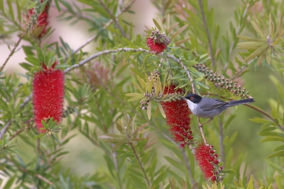 <i class='fa fa-user'></i>&nbsp;Rolie&nbsp;|   Kleine Zwartkop&nbsp; <i class='fa fa-eye'>&nbsp;497</i> &nbsp;<i class='fa fa-thumbs-up'>&nbsp;1</i> &nbsp; <i class='fa fa-comment-o'>&nbsp;12</i>