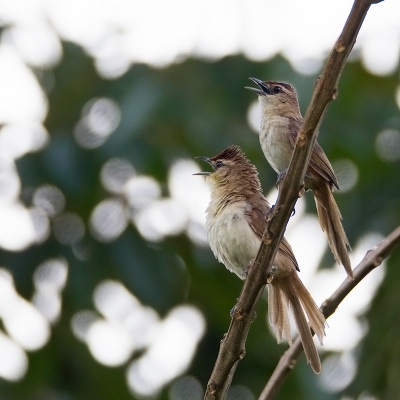 <i class='fa fa-user'></i>&nbsp;charlysax&nbsp;|   Roodkapstekelkruin&nbsp; <i class='fa fa-eye'>&nbsp;176</i> &nbsp; <i class='fa fa-comment-o'>&nbsp;2</i>