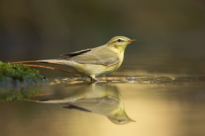 Nu mijn 600mm en camera's binnen zijn voor kalibratie en nazicht bij Canon heb ik de tijd om nog eens door mijn oudere maps te gaan. Oa deze fitis vond ik nog wel mooi zo in het gouden licht.