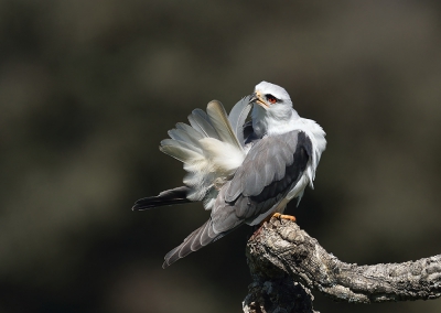 <i class='fa fa-user'></i>&nbsp;Ido&nbsp;|   Grijze Wouw&nbsp; <i class='fa fa-eye'>&nbsp;450</i> &nbsp;<i class='fa fa-thumbs-up'>&nbsp;8</i> &nbsp; <i class='fa fa-comment-o'>&nbsp;13</i>