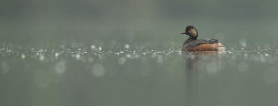 <i class='fa fa-user'></i>&nbsp;EV&nbsp;|   Geoorde Fuut&nbsp; <i class='fa fa-eye'>&nbsp;366</i> &nbsp;<i class='fa fa-thumbs-up'>&nbsp;5</i> &nbsp; <i class='fa fa-comment-o'>&nbsp;8</i>