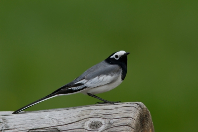 <i class='fa fa-user'></i>&nbsp;JHR&nbsp;|   Maskerkwikstaart&nbsp; <i class='fa fa-eye'>&nbsp;343</i> &nbsp; <i class='fa fa-comment-o'>&nbsp;2</i>