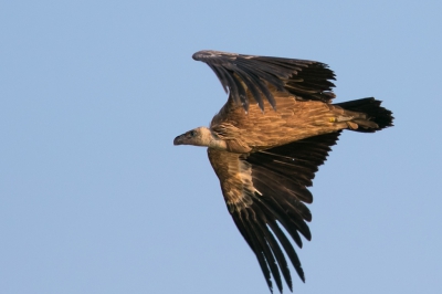 Ben je een paar dagen op Texel en dan tref je deze aaseter. Wat een geweldige ervaring om deze grote vogel van dichtbij te zien vliegen. Hij zat vaak in een boom, behoorlijk ver weg. Maar af en toe vloog hij naar de andere kant en kreeg ik kans deze foto te maken.