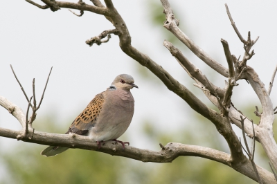 Tijdens een vogelexcursie op geattendeerd maar geen goede foto kunnen maken. Vandaag lukte het wel gelukkig. Deze mooie duif had ik nog nooit gezien. Voor mij een nieuwe soort. De lucht was grauw, maar  het groen op de achtergrond breekt dat een beetje naar mijn mening.