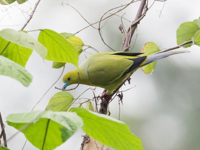 <i class='fa fa-user'></i>&nbsp;Paul van Giersbergen&nbsp;|   Spitsstaartpapegaaiduif&nbsp; <i class='fa fa-eye'>&nbsp;213</i> &nbsp; <i class='fa fa-comment-o'>&nbsp;3</i>