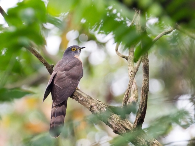 <i class='fa fa-user'></i>&nbsp;Paul van Giersbergen&nbsp;|   Grote Sperwerkoekoek&nbsp; <i class='fa fa-eye'>&nbsp;281</i> &nbsp; <i class='fa fa-comment-o'>&nbsp;4</i>