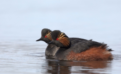 Ik heb me een poosje bezig gehouden met de geoorde futen met als doel deze opname te maken dan is het altijd leuk als het lukt het zijn trouwens leuke watervogels om te volgen.
Na 3 weken op vakantie te zijn geweest in Portugal wilde ik er nog een vervolg aan geven alleen de vele muggen die er nu waren dachten daar heel anders over dus een andere keer maar weer proberen.