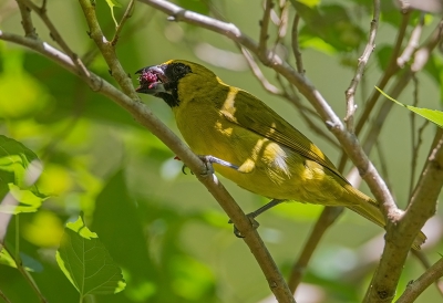 <i class='fa fa-user'></i>&nbsp;charlysax&nbsp;|   Geelgroene Kardinaal&nbsp; <i class='fa fa-eye'>&nbsp;197</i> &nbsp;<i class='fa fa-thumbs-up'>&nbsp;1</i> &nbsp; <i class='fa fa-comment-o'>&nbsp;5</i>