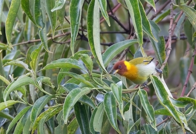 <i class='fa fa-user'></i>&nbsp;charlysax&nbsp;|   Roestkaptangare&nbsp; <i class='fa fa-eye'>&nbsp;182</i> &nbsp; <i class='fa fa-comment-o'>&nbsp;1</i>