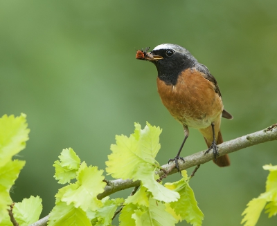 <i class='fa fa-user'></i>&nbsp;Fred&nbsp;|   Gekraagde Roodstaart&nbsp; <i class='fa fa-eye'>&nbsp;351</i> &nbsp;<i class='fa fa-thumbs-up'>&nbsp;3</i> &nbsp; <i class='fa fa-comment-o'>&nbsp;13</i>