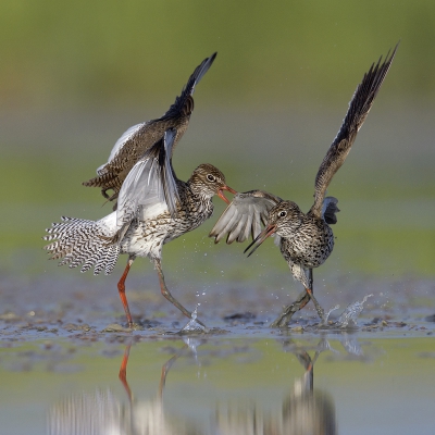 <i class='fa fa-user'></i>&nbsp;Henk Laverman&nbsp;|   Tureluur&nbsp; <i class='fa fa-eye'>&nbsp;727</i> &nbsp;<i class='fa fa-thumbs-up'>&nbsp;29</i> &nbsp; <i class='fa fa-comment-o'>&nbsp;22</i>