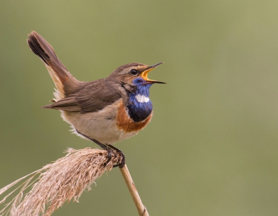 Deze blauwborst liet zich van alle kanten bewonderen.