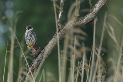 <i class='fa fa-user'></i>&nbsp;herm&nbsp;|   Boomvalk&nbsp; <i class='fa fa-eye'>&nbsp;403</i> &nbsp;<i class='fa fa-thumbs-up'>&nbsp;4</i> &nbsp; <i class='fa fa-comment-o'>&nbsp;5</i>