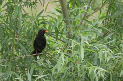 <i class='fa fa-user'></i>&nbsp;groenvogel57&nbsp;|   Merel&nbsp; <i class='fa fa-eye'>&nbsp;193</i> &nbsp; <i class='fa fa-comment-o'>&nbsp;5</i>