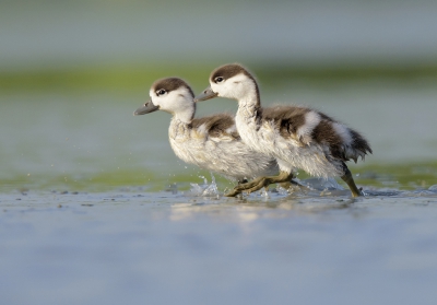 <i class='fa fa-user'></i>&nbsp;Henk Laverman&nbsp;|   Bergeend&nbsp; <i class='fa fa-eye'>&nbsp;310</i> &nbsp;<i class='fa fa-thumbs-up'>&nbsp;1</i> &nbsp; <i class='fa fa-comment-o'>&nbsp;7</i>